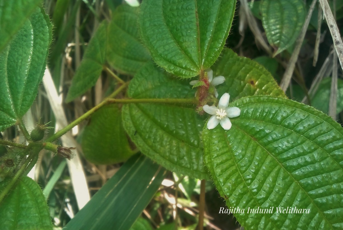 Miconia crenata (Vahl) Michelang.